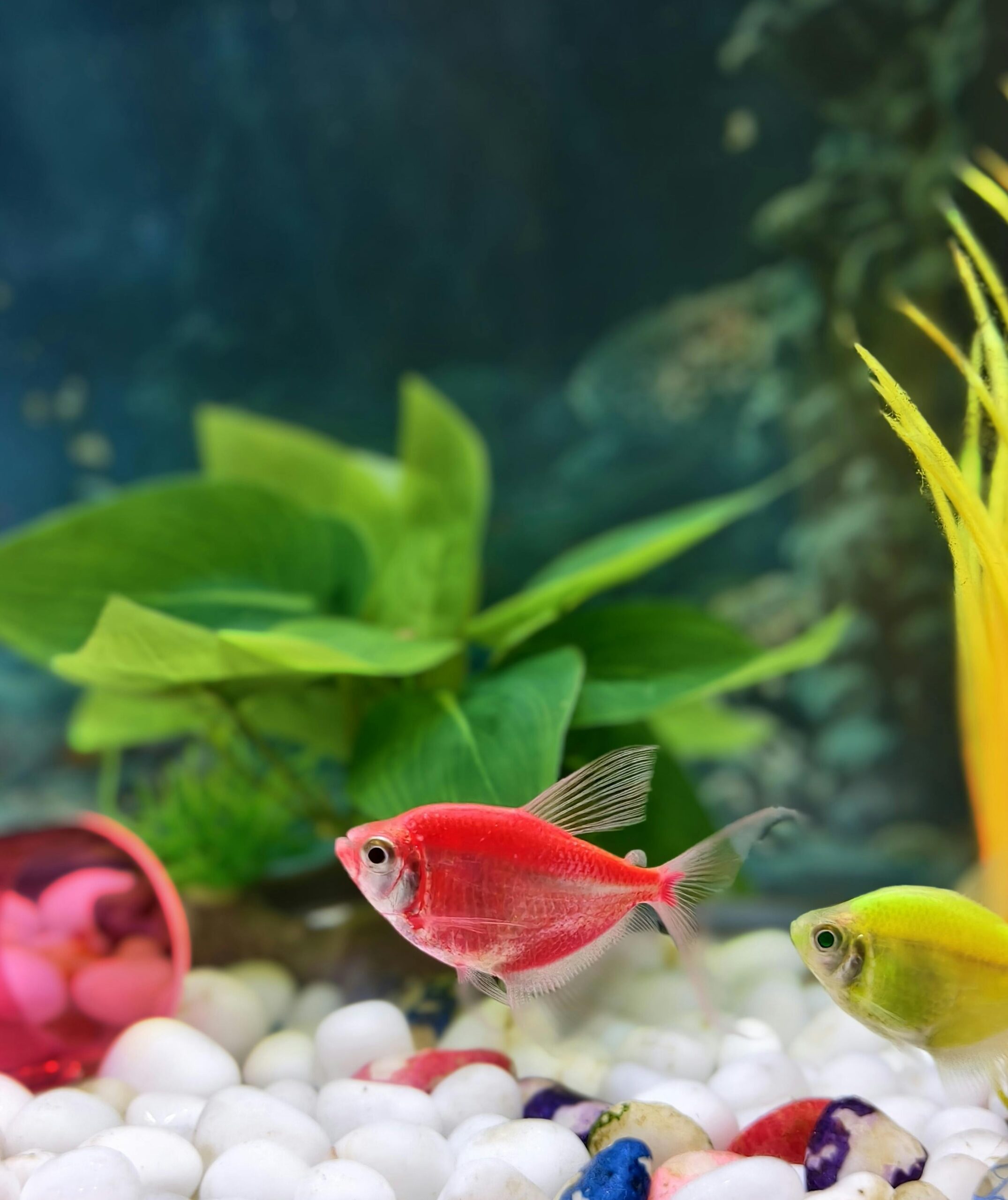 Rainbow Fish Food - Image 2