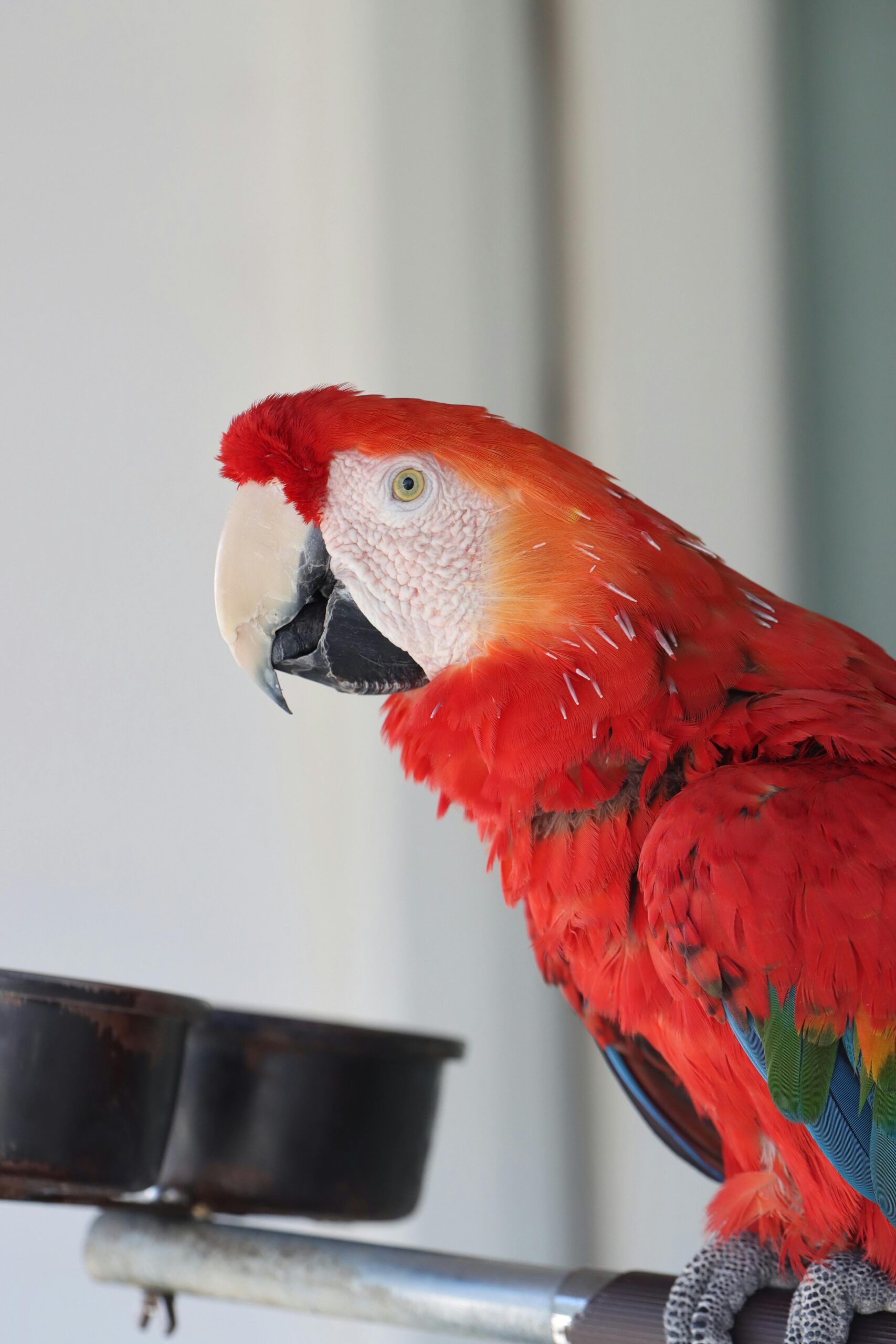 Macaw Hard Seed Food - Image 2