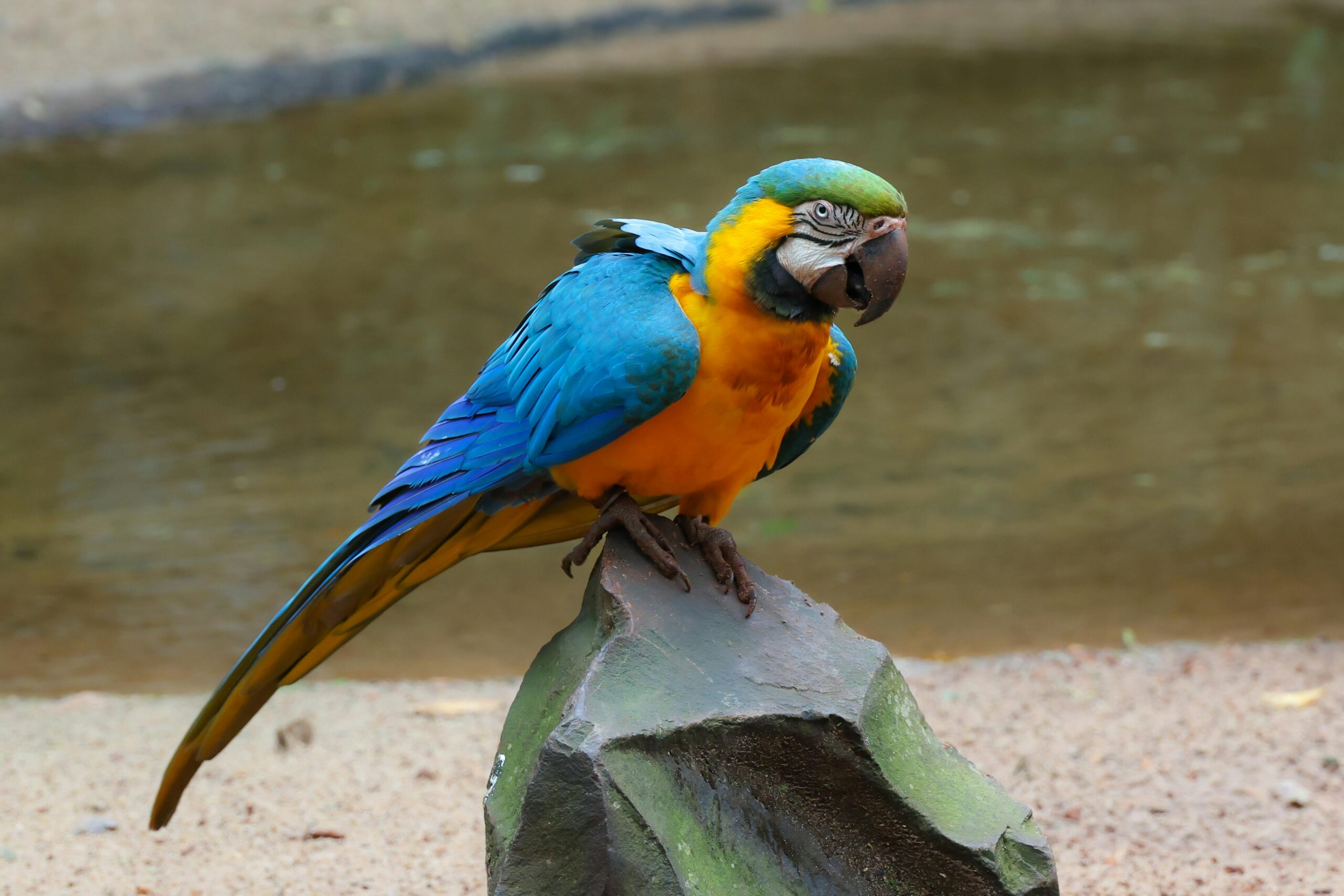 Macaw Hard Seed Food - Image 3