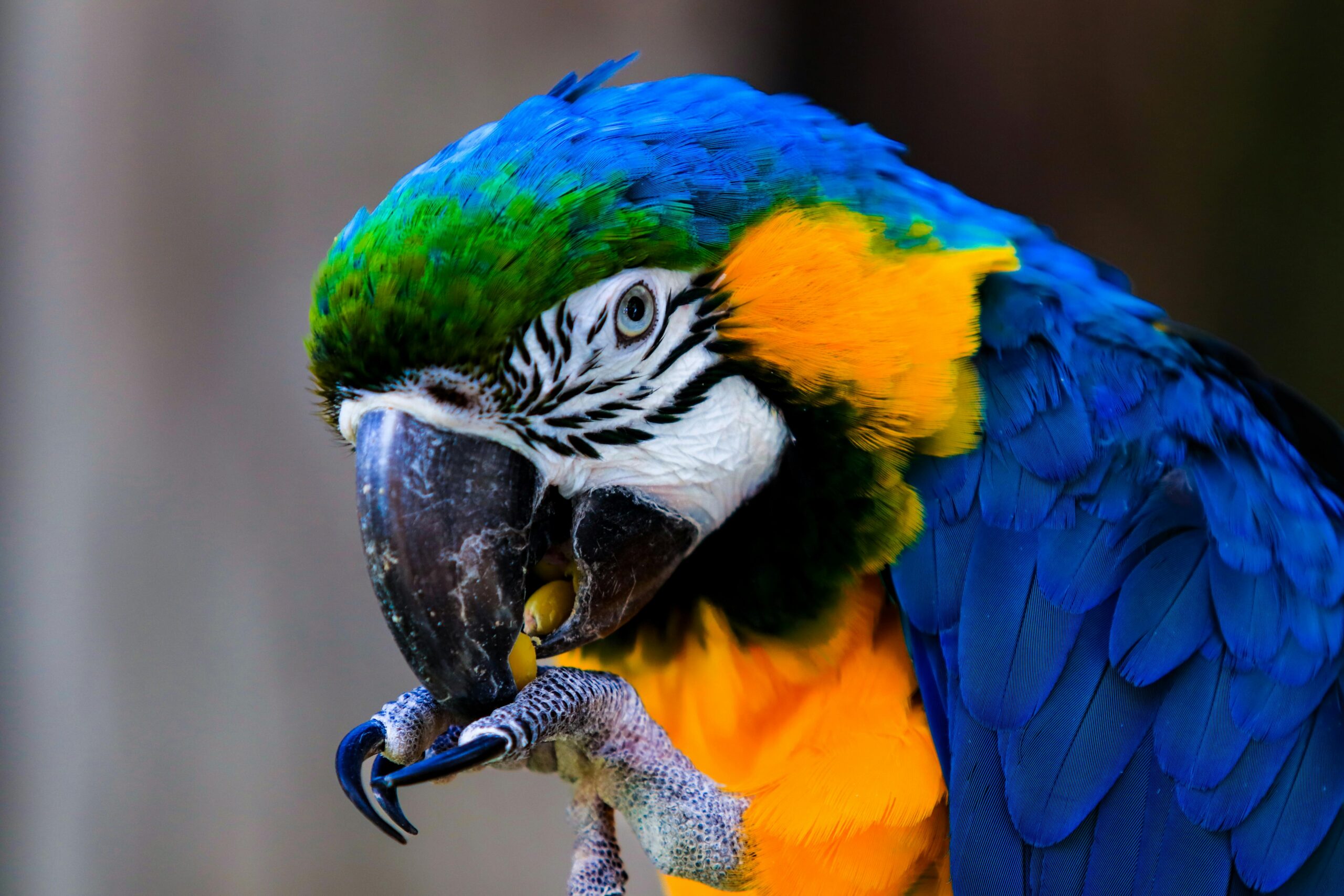 Macaw Hard Seed Food - Image 4