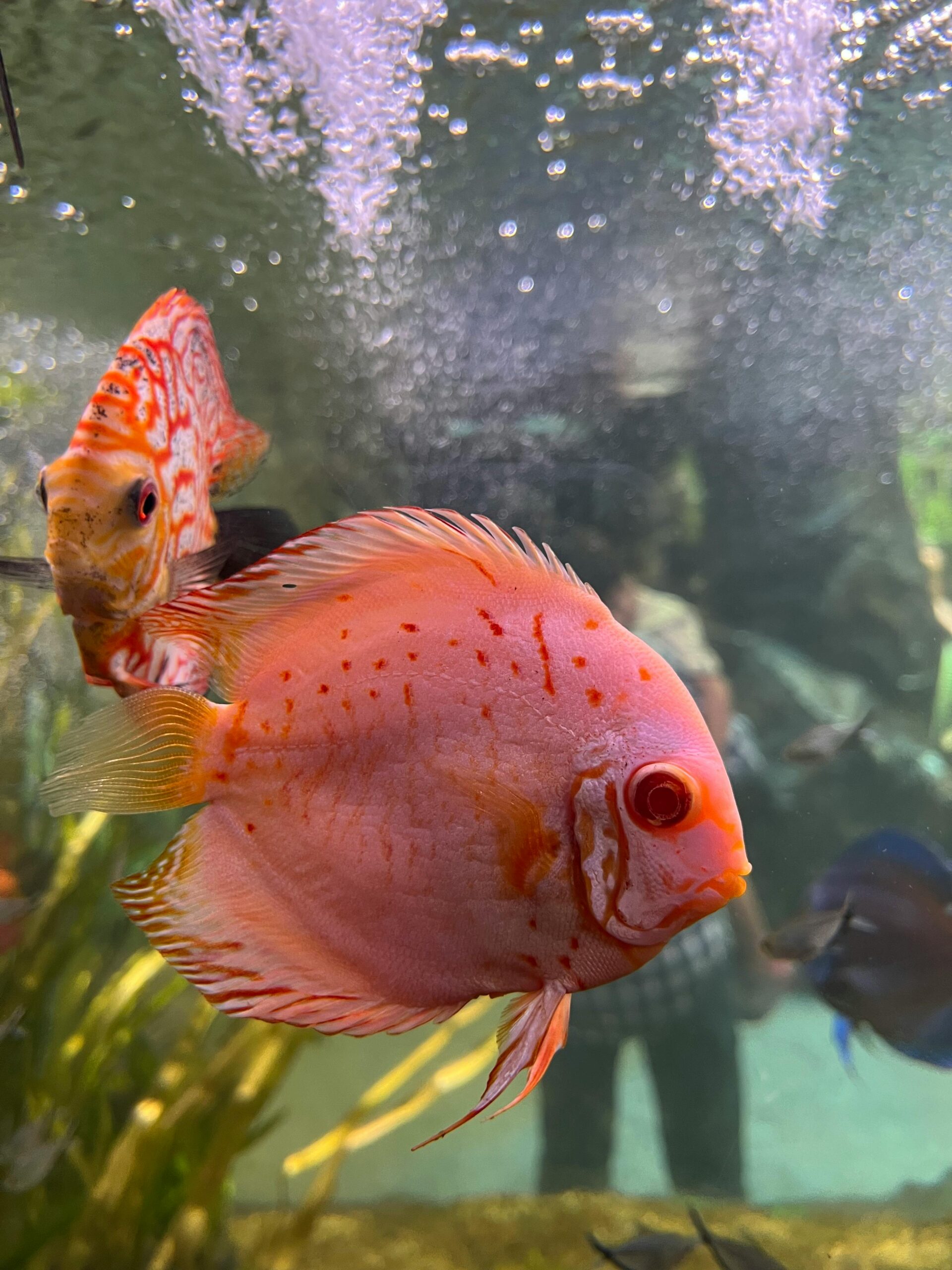 Rainbow Fish Food - Image 3