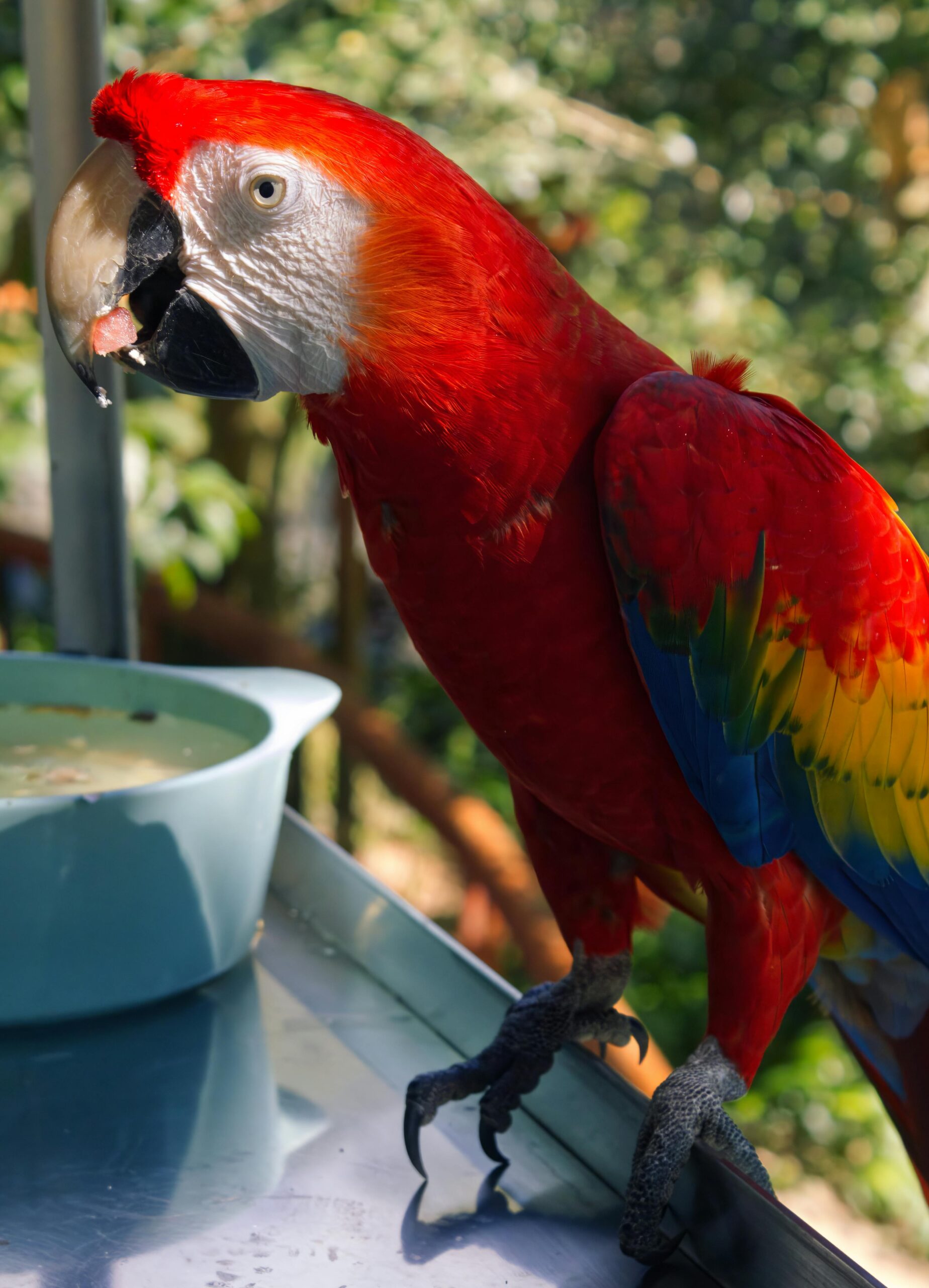 Macaw Hard Seed Food - Image 5