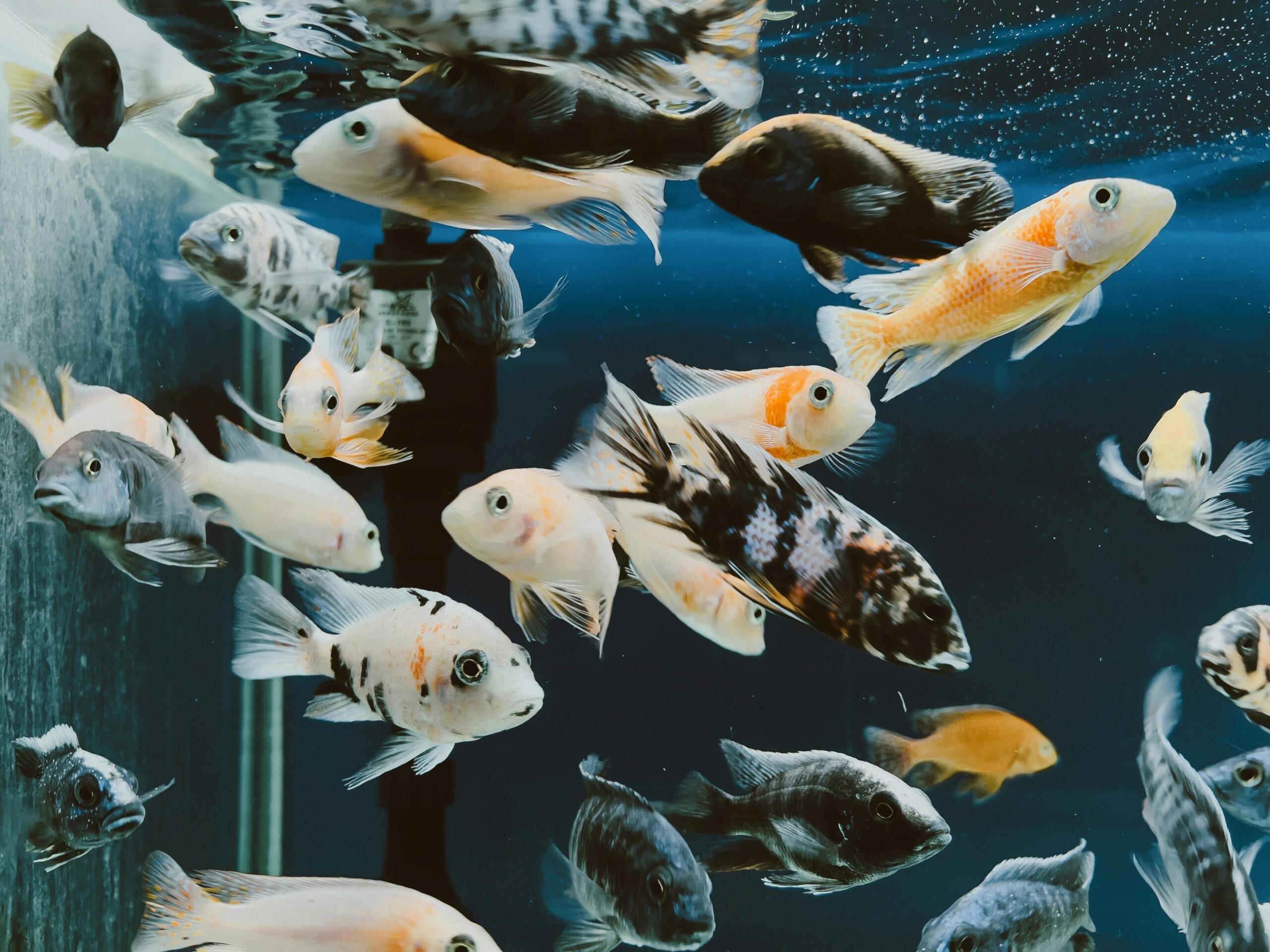 Rainbow Fish Food - Image 4