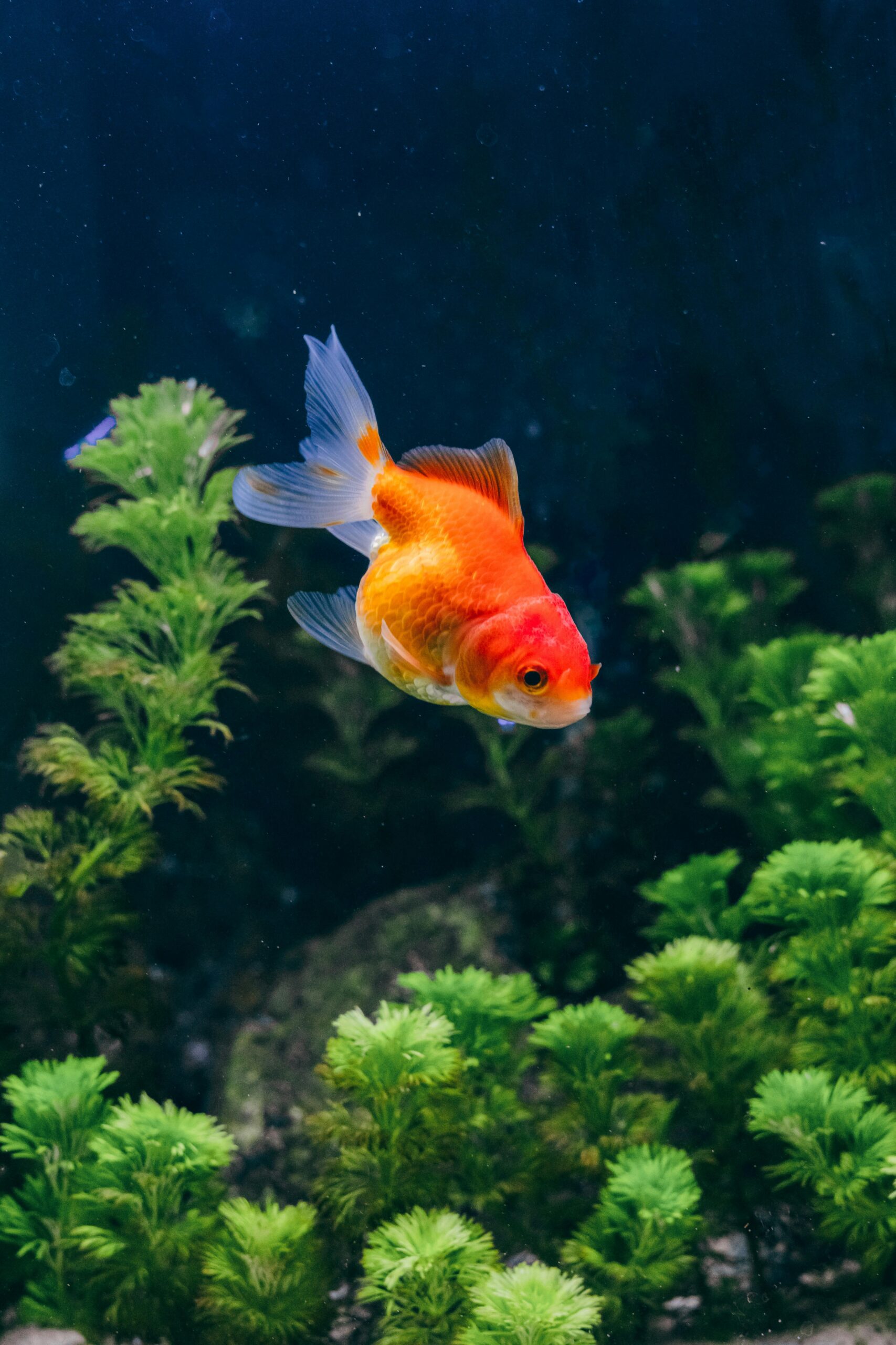 Rainbow Fish Food - Image 5